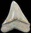 Serrated, Tan, Megalodon Tooth - South Carolina #46554-2